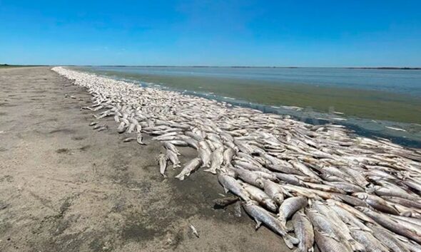 gran mortandad de peces vera y pintado