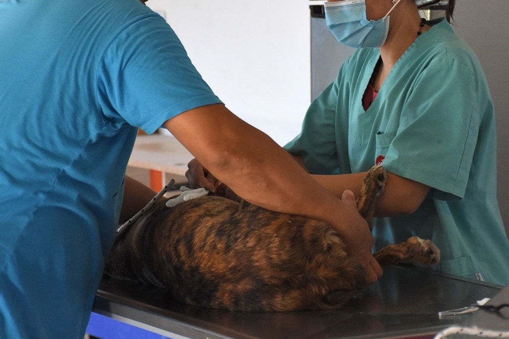 atencion veterinaria