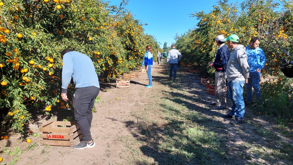 fiesta provincial del citrus