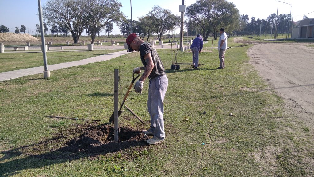 plantac-arboles-1024x576-1