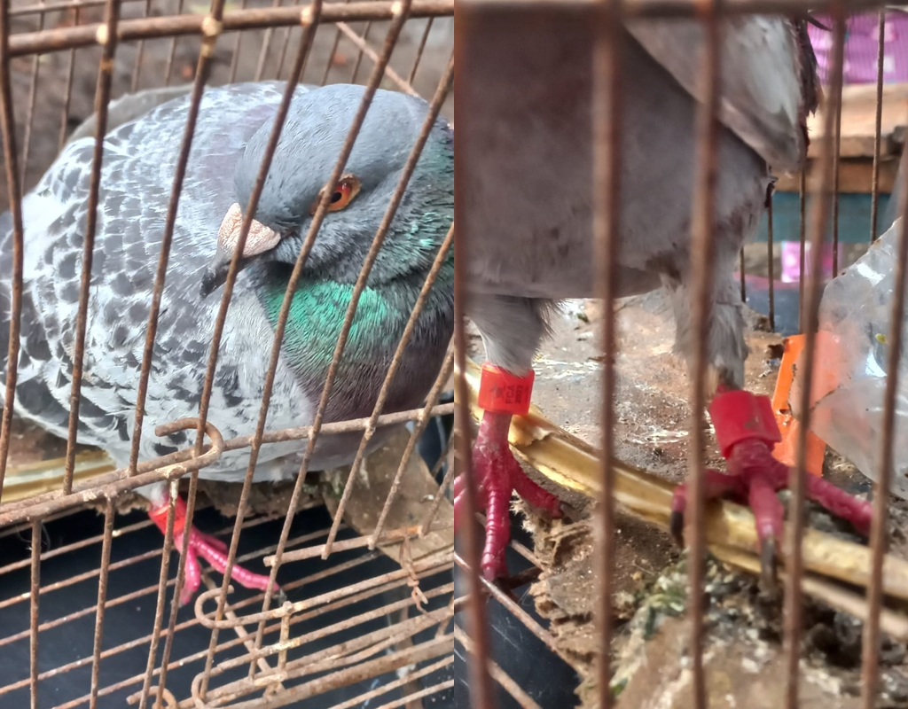 El Sombrerito Niños encontraron una paloma numerado con chip