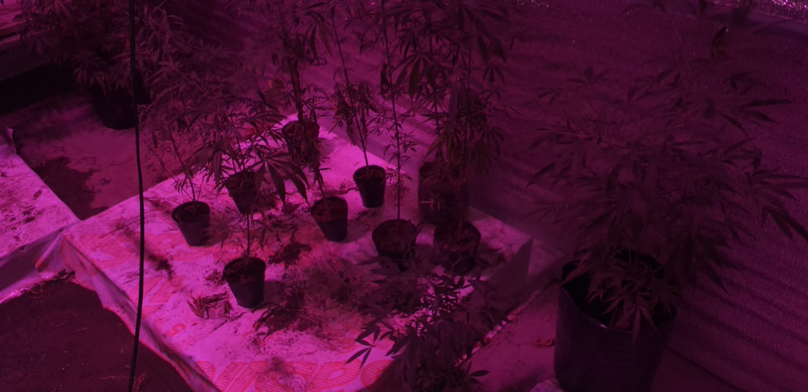 03 Desmantelaron dos invernaderos de marihuana en La Gallareta