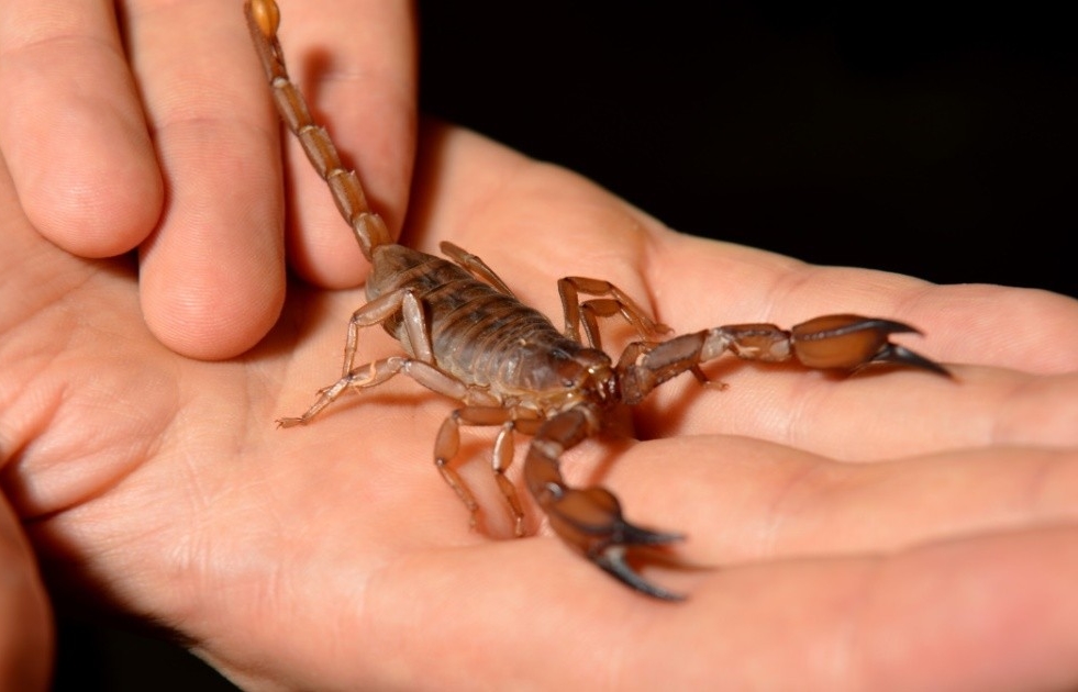 alacranes.jpg_1192065467